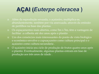  Além da reprodução sexuada, o açaizeiro, multiplica-se,
abundantemente, também por via assexuada, através da emissão
de perfilhos na base das plantas.
 Os espaçamentos mais abertos, como 5m x 5m, têm a vantagem de
facilitar a colheita até dez anos após o plantio
 Um dos consórcios mais interessantes do ponto de vista biológico
e econômico envolve o cupuaçuzeiro como cultura principal e o
açaizeiro como cultura secundária .
 O açaizeiro inicia seu ciclo de produção de frutos quatro anos após
o plantio. Eventualmente, algumas plantas entram em fase de
produção aos três anos de idade .
 