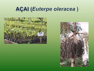 PLANTAS AMAZONICAS.ppt