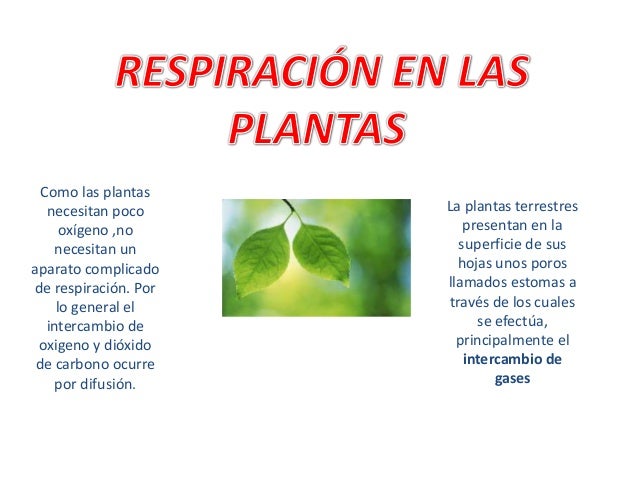Resultado de imagen para como respiran las plantas wikipedia