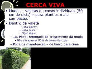 • Mudas – valetas ou covas individuais (50
cm de dist.) – para plantios mais
compactos
• Dentro da valeta
– Linha simples
– Linha dupla
– Zigue zague
– 1a. Poda: retomada do crescimento da muda
• Não ultrapassar 50% da altura da copa
– Poda de manutenção – de baixo para cima
CERCA VIVACERCA VIVA
 