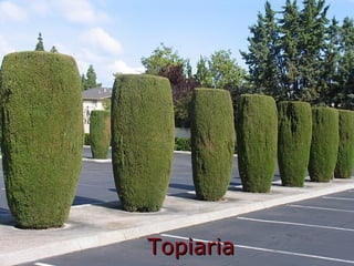 TopiariaTopiaria
 