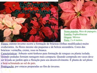 EuphorbiaEuphorbia
pulcherrimapulcherrima
Flores: outono-inverno ocorre a formação de brácteas (folhas modificadas) muito
exuberantes. As flores mesmo são pequenas e de beleza secundária. Cores das
brácteas: vermelha, creme, rosa ou branca.
Características: Arbusto semi-lenhoso para formação de renques ou planta isolada.
Quando podadas formam ramagem mais compacta. Quando comprada em vasos deve
ser levada ao jardim após a floração para seu desenvolvimento. É planta de sol pleno
e bem aclimatada ao sul do país.
Propagação: por estacas preparadas ao fim do inverno.
Nome popular: Bico de papagaio.
Família: Euphorbiaceae
Origem: México
Porte: 2 a 4 metros.
 