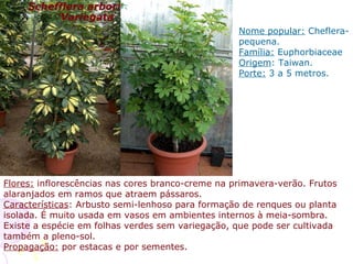Nome popular: Cheflera-
pequena.
Família: Euphorbiaceae
Origem: Taiwan.
Porte: 3 a 5 metros.
Schefflera arboricola
'Variegata
Flores: inflorescências nas cores branco-creme na primavera-verão. Frutos
alaranjados em ramos que atraem pássaros.
Características: Arbusto semi-lenhoso para formação de renques ou planta
isolada. É muito usada em vasos em ambientes internos à meia-sombra.
Existe a espécie em folhas verdes sem variegação, que pode ser cultivada
também a pleno-sol.
Propagação: por estacas e por sementes.
 