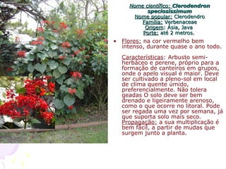 Nome científico:Nome científico: ClerodendronClerodendron
speciosissimumspeciosissimum
Nome popular:Nome popular: ClerodendroClerodendro
Família:Família: VerbenaceaeVerbenaceae
OrigemOrigem: Ásia, Java: Ásia, Java
Porte:Porte: até 2 metros.até 2 metros.
• Flores: na cor vermelho bem
intenso, durante quase o ano todo.
Características: Arbusto semi-
herbáceo e perene, próprio para a
formação de canteiros em grupos,
onde o apelo visual é maior. Deve
ser cultivado a pleno-sol em local
de clima quente úmido,
preferencialmente. Não tolera
geadas O solo deve ser bem
drenado e ligeiramente arenoso,
como o que ocorre no litoral. Pode
ser regada uma vez por semana, já
que suporta solo mais seco.
Propagação: a sua multiplicação é
bem fácil, a partir de mudas que
surgem junto a planta.
 