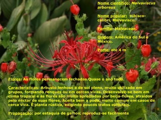 Nome científico: Malvaviscus
arboreus
Nome popular: Hibisco-
colibri, Malvavisco.
Família: Malvaceae.
Origem: América do Sul e
México.
Porte: até 4 m
Flores: As flores permanecem fechadas.Quase o ano todo.
Características: Arbusto lenhoso e de sol pleno, muito utilizado em
grupos, formando renques ou em cercas vivas. Desenvolve-se bem em
clima tropical e as flores são muito apreciadas por beija-flores, atraídos
pelo néctar de suas flores. Aceita bem a poda, muito comum em casos de
cerca viva. É planta rústica, exigindo poucos tratos culturais.
Propagação: por estaquia de galhos, reproduz-se facilmente
 
