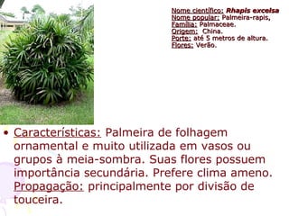Nome científico:Nome científico: Rhapis excelsaRhapis excelsa
Nome popular:Nome popular: Palmeira-rapis,Palmeira-rapis,
Família:Família: Palmaceae.Palmaceae.
Origem:Origem: China.China.
Porte:Porte: até 5 metros de altura.até 5 metros de altura.
Flores:Flores: Verão.Verão.
• Características: Palmeira de folhagem
ornamental e muito utilizada em vasos ou
grupos à meia-sombra. Suas flores possuem
importância secundária. Prefere clima ameno.
Propagação: principalmente por divisão de
touceira.
 