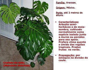 Família:Família: Araceae.Araceae.
Origem:Origem: México.México.
Porte:Porte: até 3 metros deaté 3 metros de
altura.altura.
• Características:
Arbusto semi-
herbáceo e de meia-
sombra, cultivado
normalmente como
espécie isolada junto
a muros ou paredes
para seu apoio.
Prefere clima quente
e úmido das regiões
tropicais. Produz
frutos no verão.
• Propagação: por
estaquia na divisão do
caule.
Costela-de-adãoCostela-de-adão
((Monstera deliciosa)Monstera deliciosa)
 