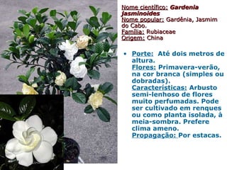 Nome científico:Nome científico: GardeniaGardenia
jasminoidesjasminoides
Nome popular:Nome popular: Gardênia, JasmimGardênia, Jasmim
do Cabo.do Cabo.
Família:Família: RubiaceaeRubiaceae
Origem:Origem: ChinaChina
• Porte: Até dois metros de
altura.
Flores: Primavera-verão,
na cor branca (simples ou
dobradas).
Características: Arbusto
semi-lenhoso de flores
muito perfumadas. Pode
ser cultivado em renques
ou como planta isolada, à
meia-sombra. Prefere
clima ameno.
Propagação: Por estacas.
 