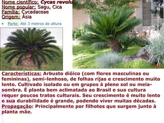• Porte: Até 3 metros de altura
Nome científico:Nome científico: Cycas revolutaCycas revoluta
Nome popular:Nome popular: Sagu, CicaSagu, Cica
Família:Família: CycadaceaeCycadaceae
Origem:Origem: ÁsiaÁsia
Características: Arbusto dióico (com flores masculinas ou
femininas), semi-lenhoso, de folhas rijas e crescimento muito
lento. Cultivado isolado ou em grupos à pleno sol ou meia-
sombra. É planta bem aclimatada ao Brasil e sua cultura
requer poucos tratos culturais. Seu crescimento é muito lento
e sua durabilidade é grande, podendo viver muitas décadas.
Propagação: Principalmente por filhotes que surgem junto à
planta mãe.
 