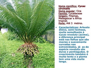 • Características: Arbusto
dióico, semi-lenhoso,
muito semelhante à
Cycas revoluta (acima),
a diferença principal
está nas folhas que são
macias e suavemente
curvadas nas
extremidades, já as da
espécie revoluta são
duras e pontiagudas. O
crescimento também é
muito lento e a planta
tem uma vida muito
longa.
Nome científico:Nome científico: CycasCycas
circinaliscircinalis
Nome popularNome popular: Cica: Cica
Família:Família: CycadaceaeCycadaceae
Origem:Origem: Filipinas,Filipinas,
Madagascar e ÁfricaMadagascar e África
tropical.tropical.
Porte:Porte: Até 3 metros.Até 3 metros.
 