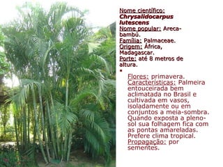 Nome científico:Nome científico:
ChrysalidocarpusChrysalidocarpus
lutescenslutescens
Nome popular:Nome popular: Areca-Areca-
bambú.bambú.
Família:Família: Palmaceae.Palmaceae.
Origem:Origem: África,África,
Madagascar.Madagascar.
Porte:Porte: até 8 metros deaté 8 metros de
altura.altura.
•
Flores: primavera.
Características: Palmeira
entouceirada bem
aclimatada no Brasil e
cultivada em vasos,
isoladamente ou em
conjuntos a meia-sombra.
Quando exposta a pleno-
sol sua folhagem fica com
as pontas amareladas.
Prefere clima tropical.
Propagação: por
sementes.
 
