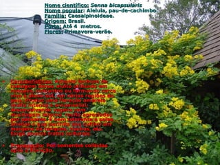 • Características:Características: Arbusto lenhoso deArbusto lenhoso de
ramagem densa muito utilizado emramagem densa muito utilizado em
renques, conjuntos ou formando cercarenques, conjuntos ou formando cerca
viva à pleno-sol, em várias regiões doviva à pleno-sol, em várias regiões do
país. Produz uma floração amarelapaís. Produz uma floração amarela
muito intensa e ornamental,muito intensa e ornamental,
desenvolvendo vagens comdesenvolvendo vagens com
mucilagem interna muito apreciadasmucilagem interna muito apreciadas
por pássaros. É bem tolerante a solospor pássaros. É bem tolerante a solos
úmidos o que permite seu cultivo emúmidos o que permite seu cultivo em
margens de tanques, riachos, etc.margens de tanques, riachos, etc.
Exige poucos tratos culturais.Exige poucos tratos culturais.
• Propagação:Propagação: Por sementes colhidasPor sementes colhidas
após a floração.após a floração.
Nome científico:Nome científico: Senna bicapsularisSenna bicapsularis
Nome popularNome popular: Aleluia, pau-de-cachimbo.: Aleluia, pau-de-cachimbo.
Família:Família: Caesalpinoideae.Caesalpinoideae.
Origem:Origem: Brasil.Brasil.
Porte:Porte: Até 4 metros.Até 4 metros.
Flores:Flores: Primavera-verão.Primavera-verão.
 