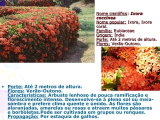 Nome científicoNome científico:: IxoraIxora
coccineacoccinea
Nome popular:Nome popular: Ixora, IxoraIxora, Ixora
coral.coral.
Família:Família: RubiaceaeRubiaceae
Origem:Origem: ÍndiaÍndia
Porte:Porte: Até 2 metros de altura.Até 2 metros de altura.
Flores:Flores: Verão-Outono.Verão-Outono.
• Porte: Até 2 metros de altura.
Flores: Verão-Outono.
Características: Arbusto lenhoso de pouca ramificação e
florescimento intenso. Desenvolve-se à pleno sol ou meia-
sombra e prefere clima quente e úmido. As flores são
alaranjadas, amarelas ou rosas e atraem muitos pássaros
e borboletas.Pode ser cultivada em grupos ou renques.
Propagação: Por estaquia de galhos.
 