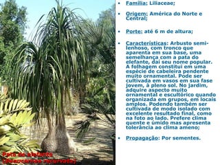 • Família: Liliaceae;
• Origem: América do Norte e
Central;
• Porte: até 6 m de altura;
• Características: Arbusto semi-
lenhoso, com tronco que
aparenta em sua base, uma
semelhança com a pata do
elefante, daí seu nome popular.
A folhagem constitui em uma
espécie de cabeleira pendente
muito ornamental. Pode ser
cultivada em vasos em sua fase
jovem, à pleno sol. No jardim,
adquire aspecto muito
ornamental e escultórico quando
organizada em grupos, em locais
amplos. Podendo também ser
cultivada de modo isolado com
excelente resultado final, como
na foto ao lado. Prefere clima
quente e úmido mas apresenta
tolerância ao clima ameno;
• Propagação: Por sementes.
Pata de elefantePata de elefante
((Beaucarnea recurvataBeaucarnea recurvata))
 
