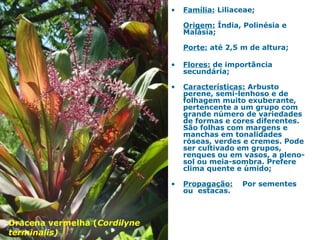 • Família: Liliaceae;
Origem: Índia, Polinésia e
Malásia;
Porte: até 2,5 m de altura;
• Flores: de importância
secundária;
• Características: Arbusto
perene, semi-lenhoso e de
folhagem muito exuberante,
pertencente a um grupo com
grande número de variedades
de formas e cores diferentes.
São folhas com margens e
manchas em tonalidades
róseas, verdes e cremes. Pode
ser cultivado em grupos,
renques ou em vasos, a pleno-
sol ou meia-sombra. Prefere
clima quente e úmido;
• Propagação: Por sementes
ou estacas.
Dracena vermelha (Cordilyne
terminalis)
 