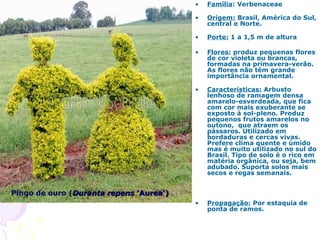 Pingo de ouro (Duranta repensDuranta repens 'Aurea‘)'Aurea‘)
• Família: Verbenaceae
• Origem: Brasil, América do Sul,
central e Norte.
• Porte: 1 a 1,5 m de altura
• Flores: produz pequenas flores
de cor violeta ou brancas,
formadas na primavera-verão.
As flores não têm grande
importância ornamental.
• Características: Arbusto
lenhoso de ramagem densa
amarelo-esverdeada, que fica
com cor mais exuberante se
exposto à sol-pleno. Produz
pequenos frutos amarelos no
outono, que atraem os
pássaros. Utilizado em
bordaduras e cercas vivas.
Prefere clima quente e úmido
mas é muito utilizado no sul do
Brasil. Tipo de solo é o rico em
matéria orgânica, ou seja, bem
adubado. Suporta solos mais
secos e regas semanais.
• Propagação: Por estaquia de
ponta de ramos.
 