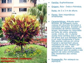 Folha-imperialFolha-imperial ((CodiaeumCodiaeum
variegatumvariegatum))
• Família: Euphorbiaceae
• Origem: Ásia - Índia e Polinésia.
Porte: de 2 a 3 m de altura.
• Flores: Sem importância
ornamental.
• Características: Arbusto semi-
lenhoso, de folhagem muito
vistosa em diversos formatos e
coloridos diferentes. Existem as
variedades de folhas estreitas,
largas, recortadas ou retorcidas
em tons de vinho, amarelo,
verde, creme, etc. A planta
aceita meia-sombra mas é sob
sol-pleno que sua folhagem tem
a cor mais exuberante e forte.
São plantas nativas em clima
tropical e apresentam pouca
resistência ao frio. Podem ser
utilizadas em vasos, em
conjuntos ou renques no jardim.
Não aceitam bem as podas e não
gostam de solos encharcados.
São resistentes aos ventos
fortes.
• Propagação: Por estaquia ou
alporquia.
 