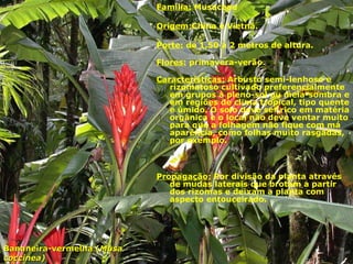 Família: Musaceae
Origem:China e Vietnã.
Porte: de 1,50 a 2 metros de altura.
Flores: primavera-verão.
Características: Arbusto semi-lenhoso e
rizomatoso cultivado preferencialmente
em grupos à pleno-sol ou meia-sombra e
em regiões de clima tropical, tipo quente
e úmido. O solo deve ser rico em matéria
orgânica e o local não deve ventar muito
para que a folhagem não fique com má
aparência, como folhas muito rasgadas,
por exemplo.
Propagação: Por divisão da planta através
de mudas laterais que brotam a partir
dos rizomas e deixam a planta com
aspecto entouceirado.
Bananeira-vermelha (Bananeira-vermelha (MusaMusa
coccinea)coccinea)
 