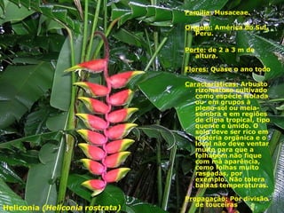Helicônia (Helicônia (
Família: Musaceae.
Origem: América do Sul,
Peru.
Porte: de 2 a 3 m de
altura.
Flores: Quase o ano todo
Características: Arbusto
rizomatoso cultivado
como espécie isolada
ou em grupos à
pleno-sol ou meia-
sombra e em regiões
de clima tropical, tipo
quente e úmido. O
solo deve ser rico em
matéria orgânica e o
local não deve ventar
muito para que a
folhagem não fique
com má aparência,
como folhas muito
rasgadas, por
exemplo. Não tolera
baixas temperaturas.
Propagação: Por divisão
de touceiras
Heliconia (Heliconia rostrata)
 
