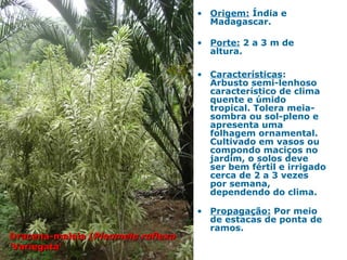 • Origem: Índia e
Madagascar.
• Porte: 2 a 3 m de
altura.
• Características:
Arbusto semi-lenhoso
característico de clima
quente e úmido
tropical. Tolera meia-
sombra ou sol-pleno e
apresenta uma
folhagem ornamental.
Cultivado em vasos ou
compondo maciços no
jardim, o solos deve
ser bem fértil e irrigado
cerca de 2 a 3 vezes
por semana,
dependendo do clima.
• Propagação: Por meio
de estacas de ponta de
ramos.
Dracena-malaia (Dracena-malaia (Pleomele reflexaPleomele reflexa
''Variegata'Variegata'
 