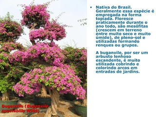 • Nativa do Brasil.
Geralmente essa espécie é
empregada na forma
topiada. Floresce
praticamente durante o
ano todo, são mesófitas
(crescem em terreno
entre muito seco e muito
úmido), de pleno-sol e
utilizadas formando
renques ou grupos.
A buganvile, por ser um
arbusto lenhoso
escandente, é muito
utilizada cobrindo e
colorindo arcos em
entradas de jardins.
Buganvile (Buganvile (BuganvileBuganvile
spectabilisspectabilis Willd)Willd)
 