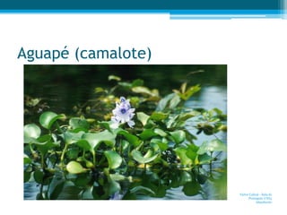 Aguapé (camalote)
Victor Cabral - Áula de
Português UNI3
Almafuerte
 