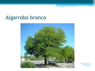 Algarrobo branco
Victor Cabral - Áula de
Português UNI3
Almafuerte
 