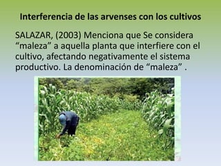 Interferencia de las arvenses con los cultivos
SALAZAR, (2003) Menciona que Se considera
“maleza” a aquella planta que interfiere con el
cultivo, afectando negativamente el sistema
productivo. La denominación de “maleza” .
 