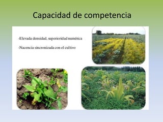 Capacidad de competencia
 