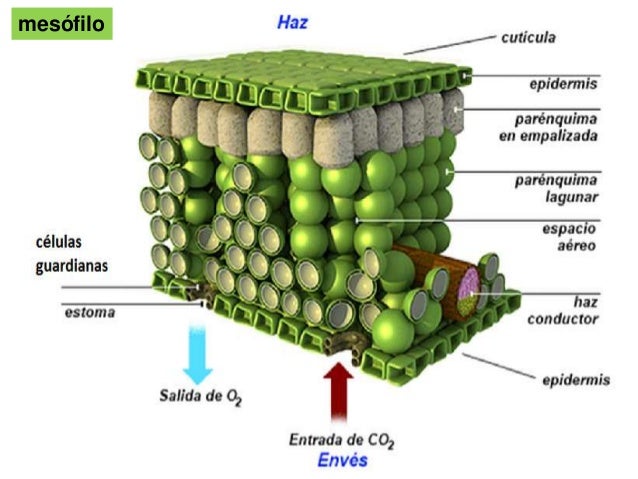 Plantas bloque 6 botanica