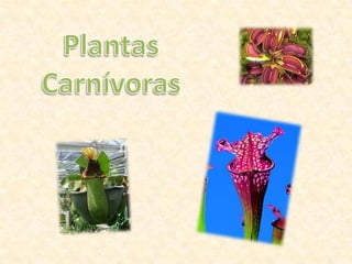 Plantas Carnívoras 
