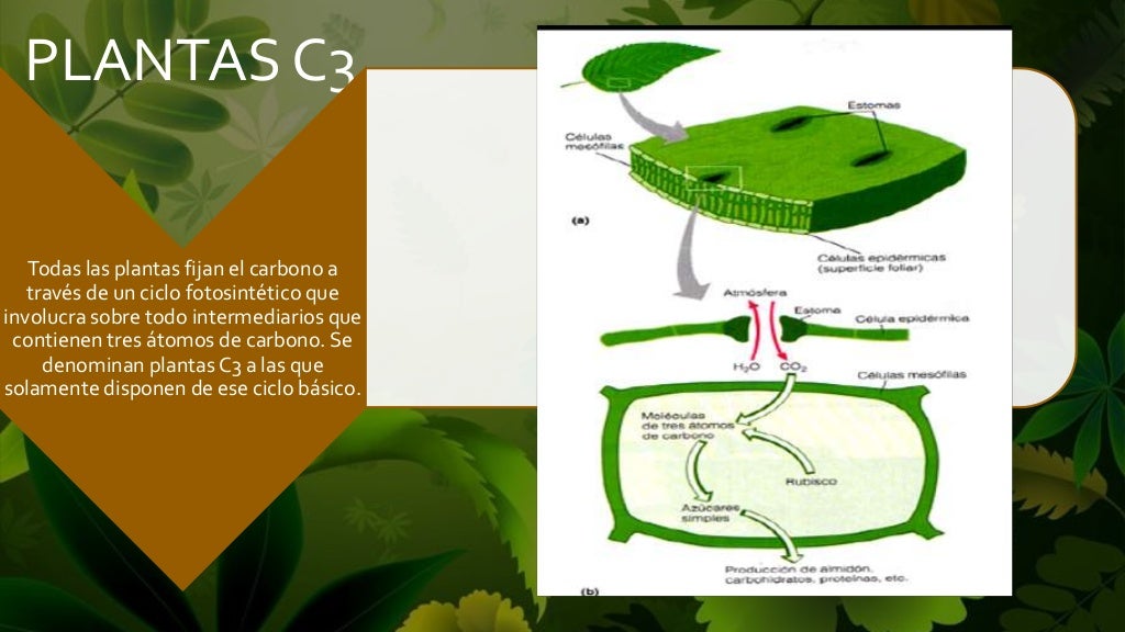 Plantas c3 Plantas c3