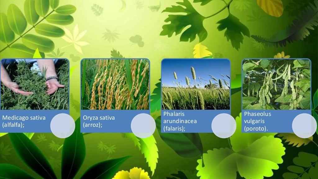 Plantas c3 Plantas c3