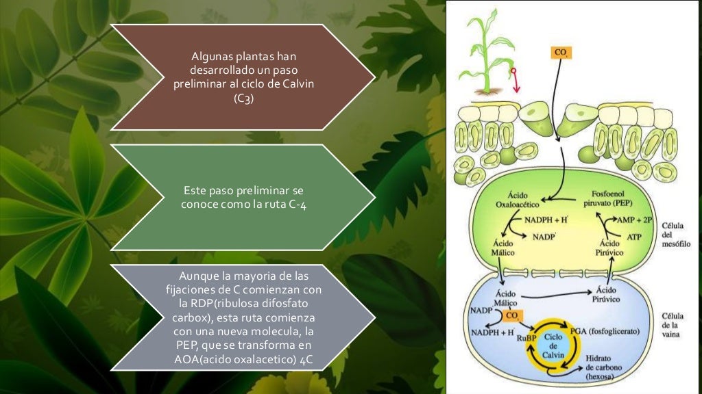 Plantas c3 Plantas c3