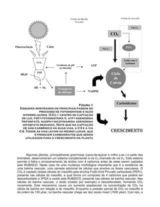 FSII
CCL
Transporte
de elétrons NADPH
Gradiente de pH
no tilacóide
ATP
Ciclo
de
Calvin
4H2O
4H + O2
Fluorescência
CO2
Carboidratos
Calor PEPc
CRESCIMENTO
Figura 1
Esquema mostrando os principais passos do
processo de fotossíntese e suas
interrelações. (CCL= centro de captação
de luz, fsII=fotossistema II, atp=adenosina
trifosfato, nadph=nicotinamida adenosina
difosfato reduzida. Note que na captação
de gás carbônico há duas vias, a C3 e a via
C4. Todos as vias levam ao mesmo lugar, que
é produzir carboidratos que serão
utilizados para o crescimento da planta
Ácido com 4
carbonos
Via C3
Via C4
Celula do mesofiloCelula da Bainha
Vascular
Algumas plantas, principalmente gramíneas (cana-de-açúcar e milho p.ex.) e parte das
bromélias, desenvolveram um sistema complementar à via C3 chamado de via C4. Este sistema
permite à folha o armazenamento de ácidos com 4 carbonos antes de estes serem captados
pela RUBISCO. Neste caso há uma mudança morfológica importante que é a existência de
uma bainha vascular, uma camada adicional de células que envolve os feixes vasculares. O
CO2 é captado nestas células do mesofilo pela enzima Fosfo Enol Piruvato carboxilase (PEPc),
presente nas células do mesofilo, a qual forma um composto de 4 carbonos que poderá ser
descarboxilado a 3PGA e usado pela RUBISCO, presente nas células da bainha vascular. Nas
células da bainha vascular, o ácido (malato por exemplo) e descarboxilado, formando CO2
novamente. Este mecanismo causa um aumento espetacular na concentração de CO2 na
célula da bainha em relação à do mesofilo. Enquanto a pressão parcial de CO2 no mesofilo é
da ordem de 150 µbar, na bainha vascular chega ser dez vezes maior (1500 µbar). Com isto, a
 