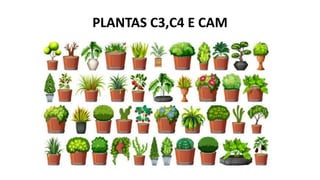 PLANTAS C3,C4 E CAM
 