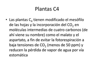 Plantas C4Las plantas C4 tienen modificado el mesófilo de las hojas y la incorporación del CO2 en moléculas intermedias de cuatro carbonos (de ahí viene su nombre) como el malato y el aspartato, a fin de evitar la fotorespiración a baja tensiones de CO2 (menos de 50 ppm) y reducen la pérdida de vapor de agua por vía estomática 