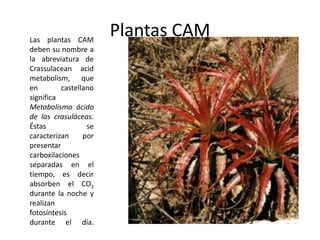 Plantas CAMLas plantas CAM deben su nombre a la abreviatura de Crassulaceanacidmetabolism, que en castellano significa Metabolismo ácido de las crasuláceas. Éstas se caracterizan por presentar carboxilaciones separadas en el tiempo, es decir absorben el CO2 durante la noche y realizan fotosíntesis durante el día.