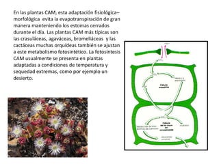 En las plantas CAM, esta adaptación fisiológica–morfológica  evita la evapotranspiración de gran manera manteniendo los estomas cerrados durante el día. Las plantas CAM más típicas son las crasuláceas, agaváceas, bromeliáceas  y las cactáceas muchas orquídeas también se ajustan a este metabolismo fotosintético. La fotosíntesis CAM usualmente se presenta en plantas adaptadas a condiciones de temperatura y sequedad extremas, como por ejemplo un desierto. 