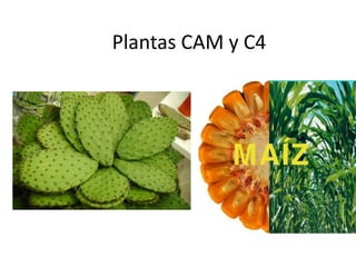 Plantas CAM y C4 