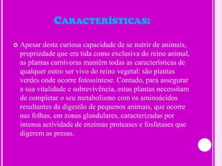 Características:Apesar desta curiosa capacidade de se nutrir de animais, propriedade que era tida como exclusiva do reino animal, as plantas carnívoras mantêm todas as características de qualquer outro ser vivo do reino vegetal: são plantas verdes onde ocorre fotossíntese. Contudo, para assegurar a sua vitalidade e sobrevivência, estas plantas necessitam de completar o seu metabolismo com os aminoácidos resultantes da digestão de pequenos animais, que ocorre nas folhas, em zonas glandulares, caracterizadas por intensa actividade de enzimas proteases e fosfatases que digerem as presas.