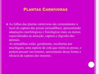 Plantas CarnívorasAs folhas das plantas carnívoras são comummente o local de captura das presas (armadilhas), apresentando adaptações morfológicas e fisiológicas mais ou menos especializadas na atracção, captura e digestão dos animais. As armadilhas estão, geralmente, recobertas por mucilagem, uma espécie de cola que retém as presas, e podem possuir movimento, aumentando dessa forma a eficácia da captura dos insectos. 