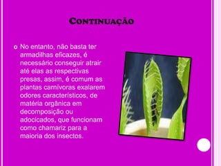 ContinuaçãoNo entanto, não basta ter armadilhas eficazes, é necessário conseguir atrair até elas as respectivas presas, assim, é comum as plantas carnívoras exalarem odores característicos, de matéria orgânica em decomposição ou adocicados, que funcionam como chamariz para a maioria dos insectos.