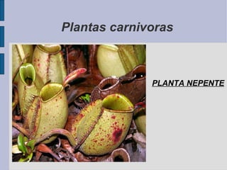 Plantas carnivoras PLANTA NEPENTE 