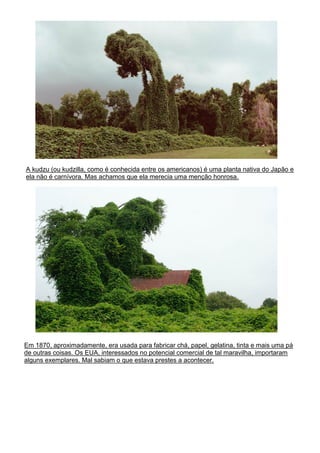 A kudzu (ou kudzilla, como é conhecida entre os americanos) é uma planta nativa do Japão e
ela não é carnívora. Mas achamos que ela merecia uma menção honrosa.
Em 1870, aproximadamente, era usada para fabricar chá, papel, gelatina, tinta e mais uma pá
de outras coisas. Os EUA, interessados no potencial comercial de tal maravilha, importaram
alguns exemplares. Mal sabiam o que estava prestes a acontecer.
 
