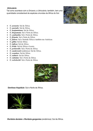 Utricularia
Tal como acontece com a Drosera, a Utricularia, também, tem uma
quantidade considerável de espécies oriundas da África do Sul.
 U. arenaria: Sul de África.
 U. australis: Sul de África.
 U. benjaminiana: Sul de África.
 U. bisquamata: Sul e Norte de África.
 U. cymbantha: Sul e Norte de África.
 U. firmula: Sul e Norte de África.
 U. foliosa: Sul e Nortede África e também nas Américas.
 U. gibba: Sul de África.
 U. inflexa: Sul de África.
 U. livida: Sul de África e Lesoto.
 U. prehensilis: Sul e Norte de África.
 U. sandersonii (endémica): Sul de África.
 U. scandens: Sul de África.
 U. stellaris: Sul de África.
 U. subulata: Sul e Norte de África.
 U. welwitschii: Sul e Norte de África.
Genlisea hispidula: Sul e Norte de África.
Roridula dentata e Roridula gorgonias (endémica): Sul de África.
 