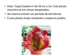 • Estes “copos”podem ir de 10 cm a 1m. Esta planta
  encontra-se em climas temperados.
• No inverno entram um período de dormência.
• É uma planta muito resistente e usada em jardins
 