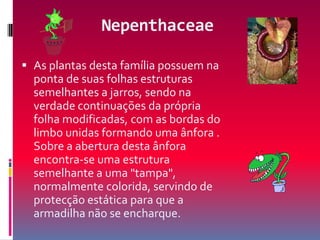 NepenthaceaeAs plantas desta família possuem na ponta de suas folhas estruturas semelhantes a jarros, sendo na verdade continuações da própria folha modificadas, com as bordas do limbo unidas formando uma ânfora . Sobre a abertura desta ânfora encontra-se uma estrutura semelhante a uma "tampa", normalmente colorida, servindo de protecção estática para que a armadilha não se encharque.