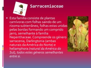 SarraceniaceaeEsta família consiste de plantas carnívoras com folhas saindo de um rizoma subterrâneo, folhas estas unidas pelas bordas formando um comprido jarro, semelhante à família Nepenthaceae. Compreende os género sarracenia, Darlingtonia (ambas naturais da América do Norte) e heliamphora (natural da América do Sul), todos estes géneros semelhantes entre si.