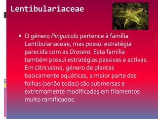 LentibulariaceaeO género Pinguicula pertence à família Lentibulariaceae, mas possui estratégia parecida com as Drosera. Esta família também possui estratégias passivas e activas. Em Utricularia, género de plantas basicamente aquáticas, a maior parte das folhas (senão todas) são submersas e extremamente modificadas em filamentos muito ramificados. 